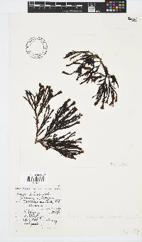 Zonaria subarticulata image