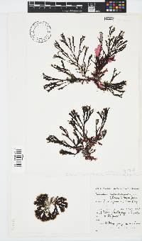 Zonaria subarticulata image