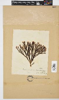 Zonaria subarticulata image