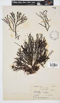 Zonaria subarticulata image