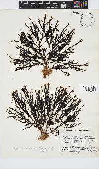 Zonaria subarticulata image