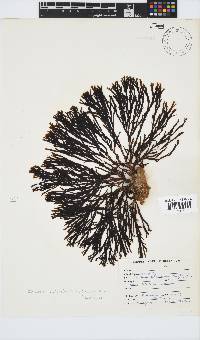 Zonaria subarticulata image