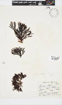 Zonaria subarticulata image