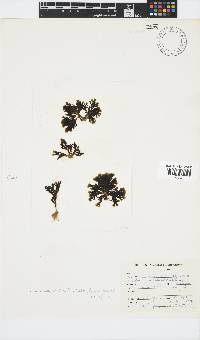 Zonaria subarticulata image