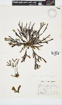 Zonaria subarticulata image