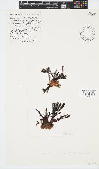 Zonaria subarticulata image