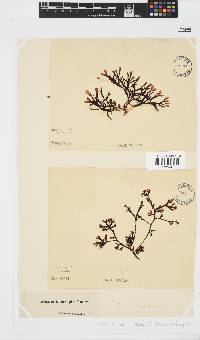 Zonaria subarticulata image