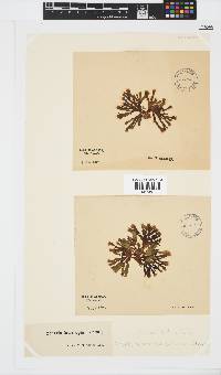 Zonaria subarticulata image