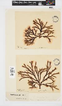 Zonaria subarticulata image