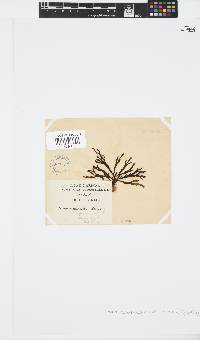 Zonaria subarticulata image