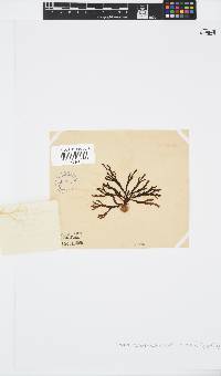 Zonaria subarticulata image