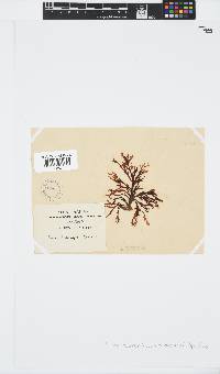 Zonaria subarticulata image