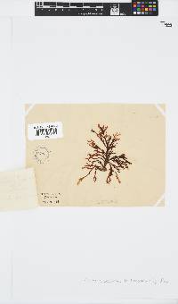 Zonaria subarticulata image