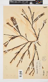 Zonaria subarticulata image