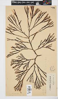 Zonaria subarticulata image