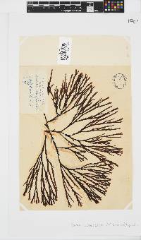 Zonaria subarticulata image
