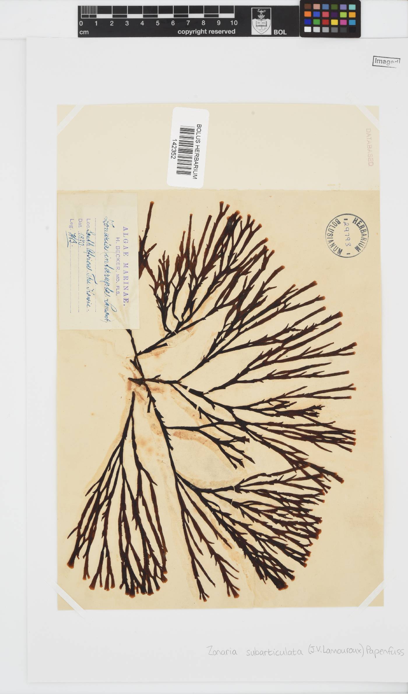 Zonaria subarticulata image