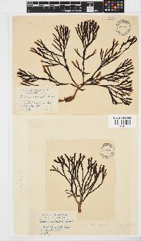 Zonaria subarticulata image