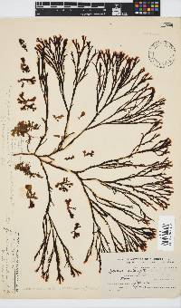 Zonaria subarticulata image