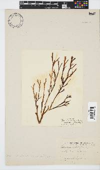 Zonaria subarticulata image