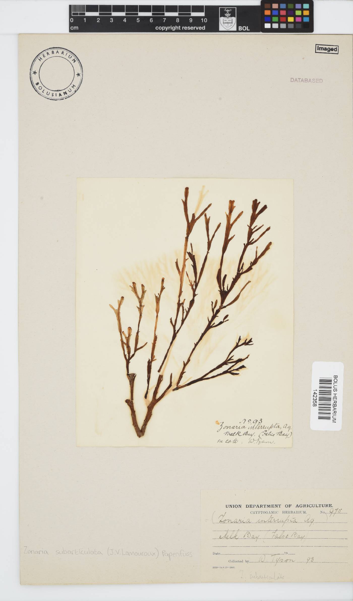 Zonaria subarticulata image
