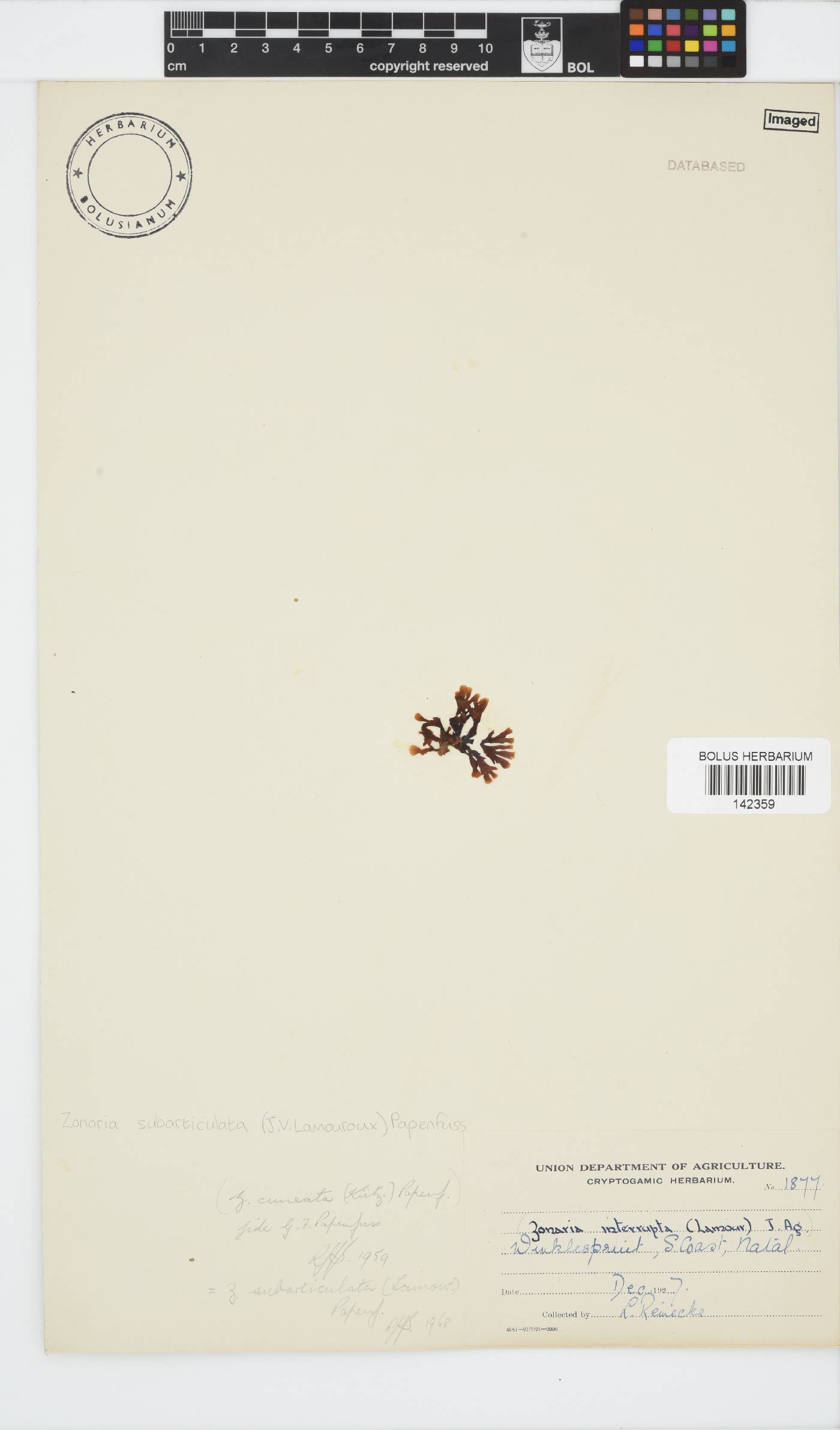 Zonaria subarticulata image