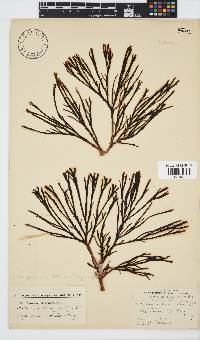 Zonaria subarticulata image