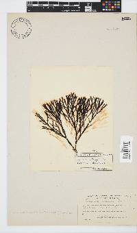 Zonaria subarticulata image