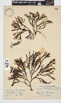 Zonaria subarticulata image