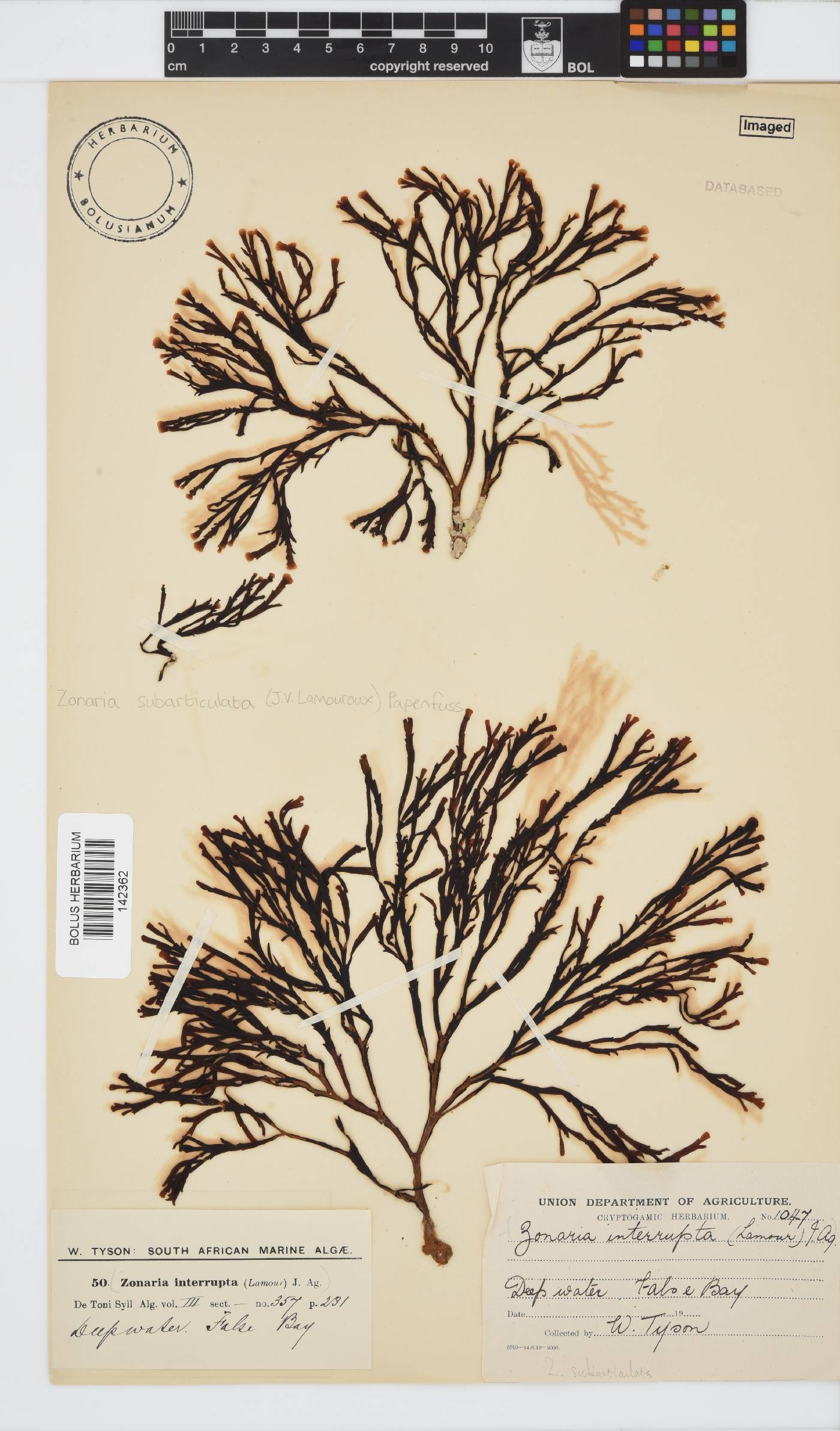 Zonaria subarticulata image