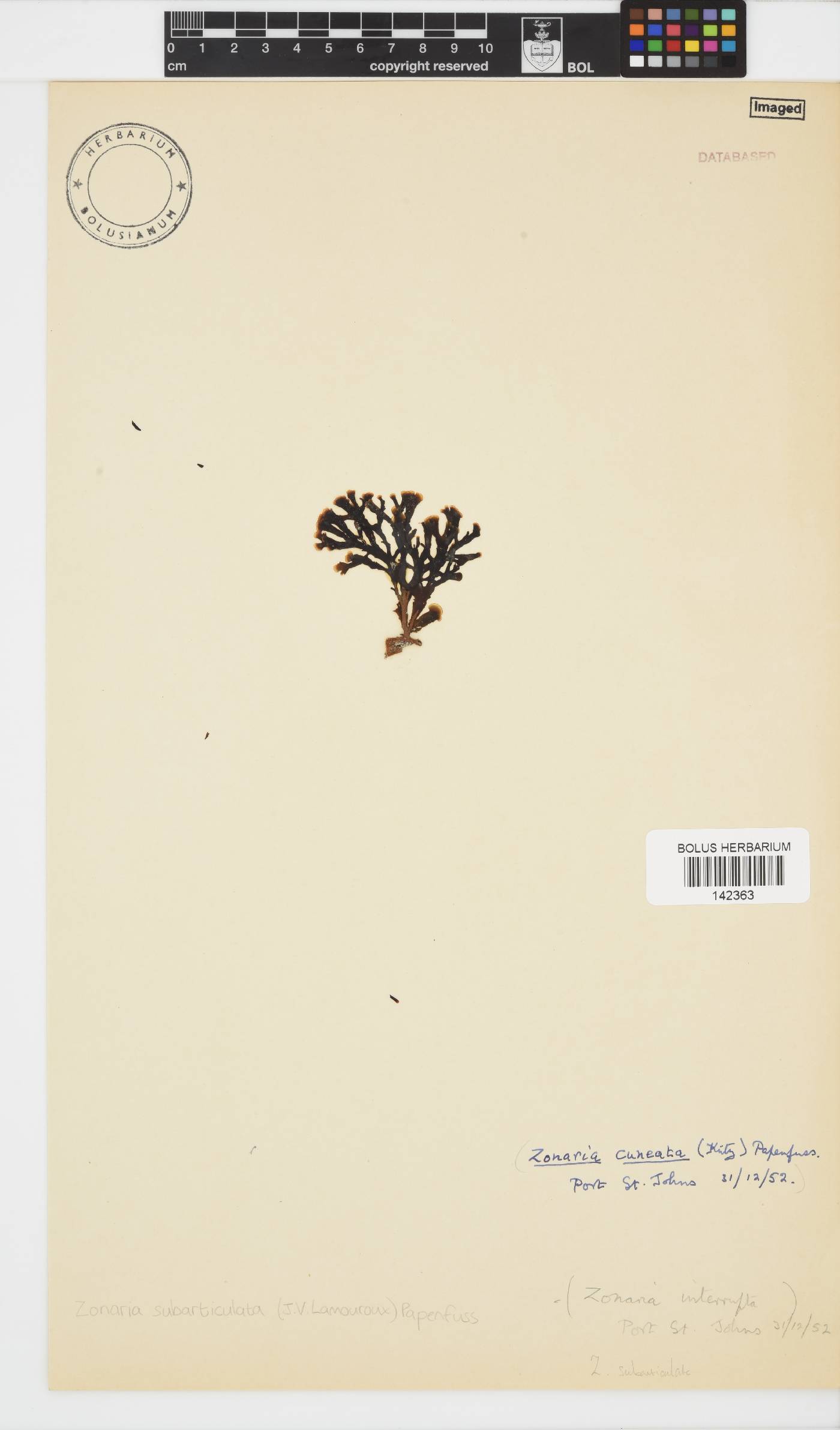 Zonaria subarticulata image
