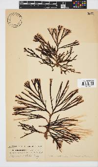 Zonaria subarticulata image