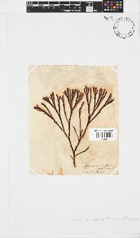 Zonaria subarticulata image