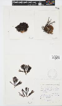 Zonaria subarticulata image