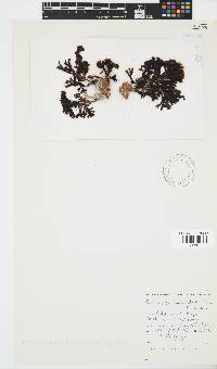 Zonaria subarticulata image