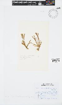 Zonaria subarticulata image