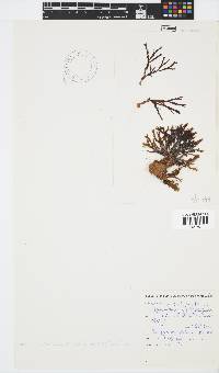 Zonaria subarticulata image