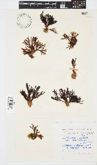 Zonaria subarticulata image