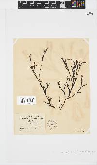 Zonaria subarticulata image