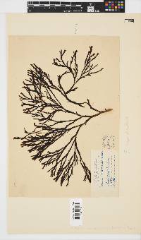 Zonaria subarticulata image