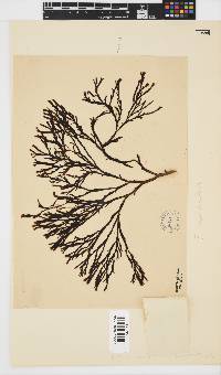 Zonaria subarticulata image