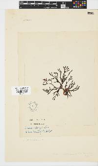 Zonaria subarticulata image