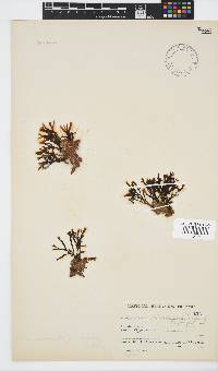 Zonaria subarticulata image