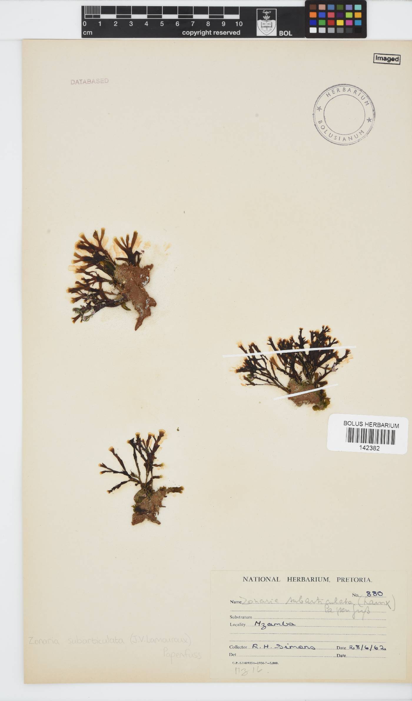 Zonaria subarticulata image
