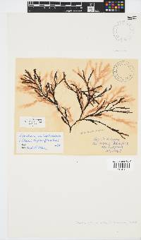 Zonaria subarticulata image