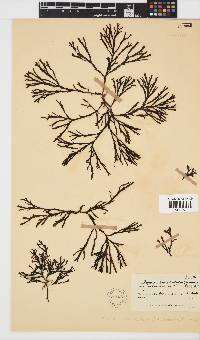 Zonaria subarticulata image