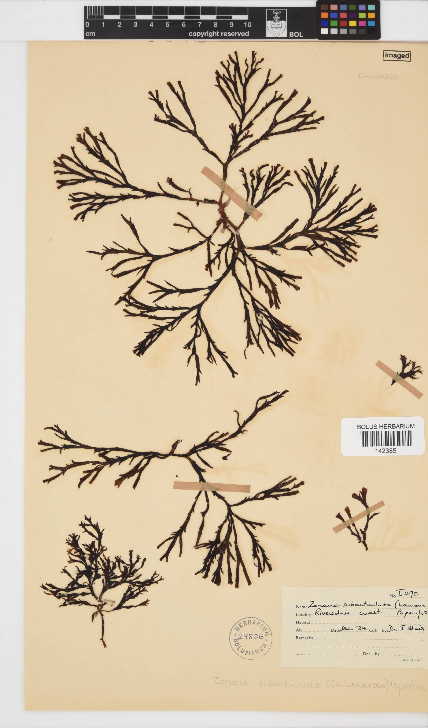 Zonaria image