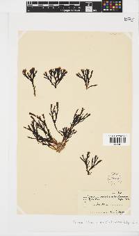 Zonaria subarticulata image