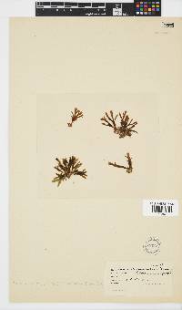 Zonaria subarticulata image