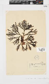 Zonaria subarticulata image